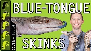 BlueTongued Skink The Best Pet Lizard [upl. by Burman]