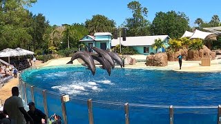 Full Dolphin Adventure Experience at Dolphin Theater at SeaWorld in Orlando Florida [upl. by Gervase]