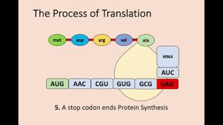 Higher Biology  13 Gene Expression [upl. by Festus767]