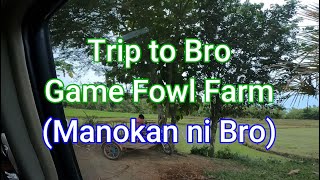 Trip to Bro Game Fowl Farm Manokan ni Bro [upl. by Eilsil]