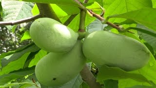 Paw Paw Asimina triloba The Largest American Fruit [upl. by Anitnamaid]