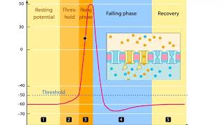 Phases of an Action Potential  Resting Potential Threshold Rising Falling amp Recovery Phases [upl. by Eslehc]