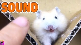 Hamster Sound Make Your Hamster Crazy  Hamster Sound Effects High Quality [upl. by Idorb]