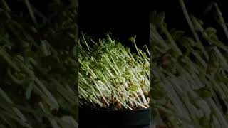 How Plants Respond to Light Positive Phototropism Demonstration🌱 viralshorts shortfeed ytshorts [upl. by Anazus]