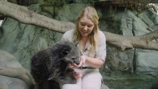 Learn about our amazing binturong [upl. by Mile498]