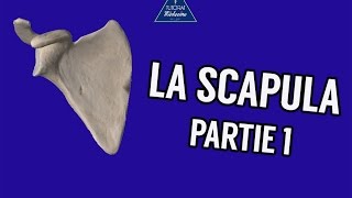 La Scapula  Partie 1 [upl. by On863]