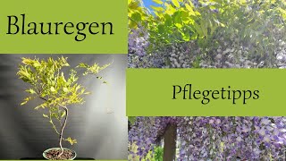 Blauregen Pflegetipps der Weg zur Blüte [upl. by Esinart]