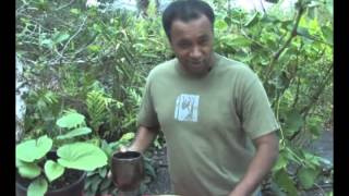 Kava Tea  The benefits and uses of kava [upl. by Inacana]