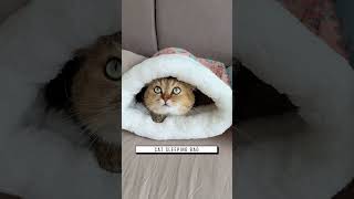 Cat sleeping bag Link is on bio or copywwwniopetscom [upl. by Eadrahc]