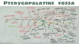 Pterygopalatine Fossa  4  Maxillary Nerve and Sphenopalatine Ganglion [upl. by Anemolif]