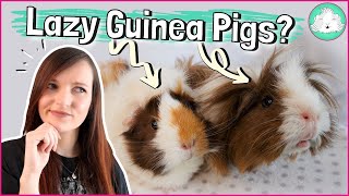 10 Tips to Keep Your Lazy Guinea Pigs Entertained Simple Fun and Easy Boredom Breakers [upl. by Indyc]