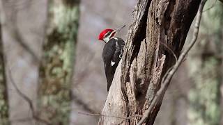 Pileated Woodpecker Drumming [upl. by Ecniv]