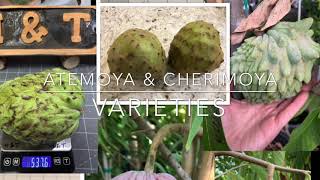 Atemoya amp Cherimoya varieties [upl. by Yruama2]