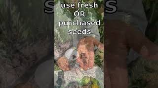 How to PLANT Pawpaw seed Paw Paw Asimina triloba Keep it Simple pawpaw garden gardening [upl. by Frodeen271]