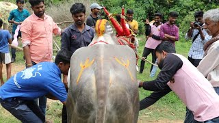 Furious Jallikattu bull decoration Bail pola Hallikar Stud bull AM Bull hori habba [upl. by Anaylil]