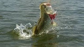 Summer Bass Fishing On The Ohio River [upl. by Orman]