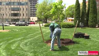 Planting Trees at the Correct Depth [upl. by Sexton]