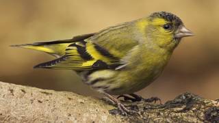 Erlenzeisig Ruf Carduelis spinus [upl. by Ahtilat]