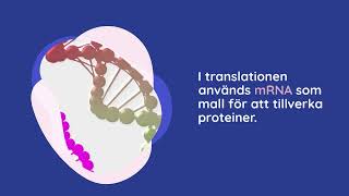 B Proteinsyntesen  steg för steg [upl. by Skurnik]