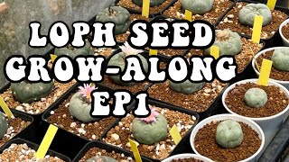 How to grow Lophophora williamsii  Peyote from seed Episode 1 A series on growing Lophophora [upl. by Nimref]