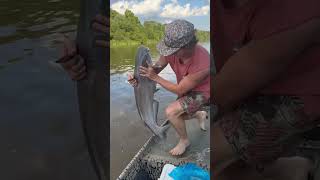 Caught a HAMMER SON catfishing monster blacklabs river fishing viralvideo shorts boat [upl. by Nanda]