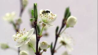 3D Animation der Blütenbestäubung einer Kirschblüte [upl. by Yssenhguahs]