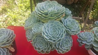 Echeveria Imbricata Blue Rose  cultivo y reproducción [upl. by Raybin862]