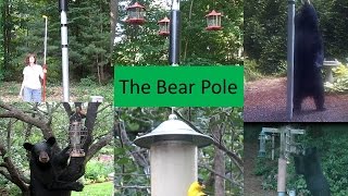 Bear proof bird feeding system [upl. by Enihpets]