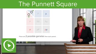 The Punnett Square Purple amp White Flowers – Genetics  Lecturio [upl. by Nirraj]