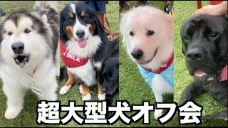 【犬イベント】1年ぶりの超大型犬のオフ会・BigBurn100 [upl. by Annirac]