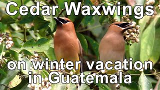 Cedar Waxwings in Guatemala [upl. by Nevart]