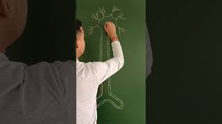 Structure of Neuron axon dendrite synapse neuron titanclasses class12th easydrawing biology [upl. by Tomi]