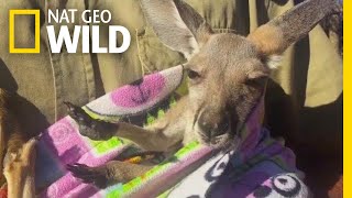 Rescued Baby Kangaroo Chills in a Homemade Pouch  Nat Geo Wild [upl. by Derna987]