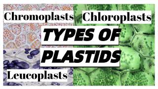 Types of PLASTIDS in plant cells and their functions [upl. by Rolfston]