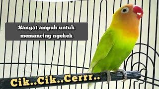 LOVEBIRD NGETIK SAMBUNG NGEKEK PANJANG [upl. by Atirehgram988]