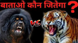 Bhotiyagaddi dog vs leopard [upl. by Weider948]