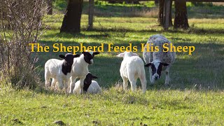 The Shepherd Feeds His Sheep [upl. by Waldo]