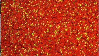 Nanoparticles Assembling at the Interface [upl. by Aronoh]