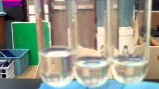 NEW  Enzyme Lab  What Factors Affect Enzyme Activity [upl. by Tebazile192]