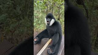 Northern Male Gibbon Eating Grapes 🍇🐵 animal monkeyeating wildlifeanimals [upl. by Jecoa]