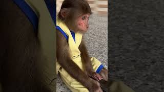 CUTIS calls MOm homecutis monkey shortvideo [upl. by Eidde643]