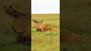 The hyenas were trying to steal the lionesss ytshorts shorts viralvideo shortvideos lioness [upl. by Nami]