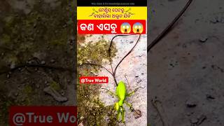 Odia unique FactTrue Worldfishing insects amazing viralshort animalfacts factvideo fact [upl. by Abihsat543]