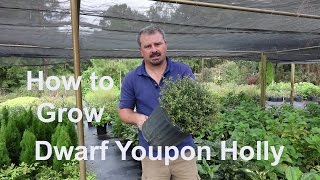 How to grow Dwarf Yaupon Holly Very Low Maintenance with detailed description [upl. by Gnok]