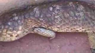 Bobtail Lizard climbing Stairs [upl. by Agnesse]