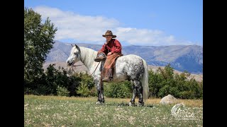 Topper  9yr old Pony Gelding 11 Hands [upl. by Yacov]