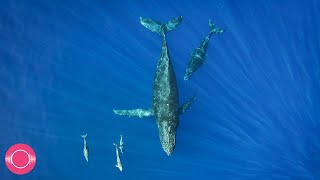 Relaxing Whales amp Dolphins Underwater  10 Hours of Submerged Calm Background Ambience Sleep Study [upl. by Mikeb]