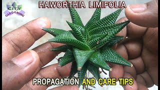 HAWORTHIA LIMIFOLIA propagation through offset division and Care Tips [upl. by Nithsa]