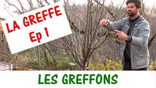 LA GREFFE Ep 1  Les greffons [upl. by Lleuqram30]