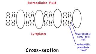 13 Amphipathic properties of membrane proteins [upl. by Etnuhs]